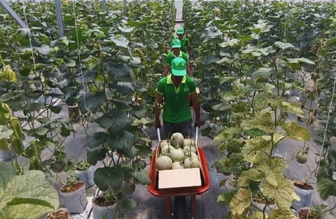 TP. Hồ Chí Minh thúc đẩy chuyển giao tiến bộ khoa học và công nghệ trong lĩnh vực nông nghiệp