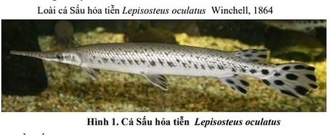 Đánh giá tác động của một số sinh vật ngoại lai xâm hại trong lĩnh vực thủy sản đến môi trường sinh thái và đề xuất biện pháp quản lý