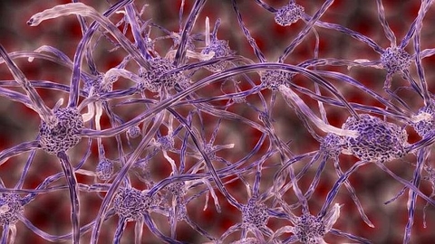 Các tế bào thần kinh có thể theo dõi và điều chỉnh lượng đường trong máu