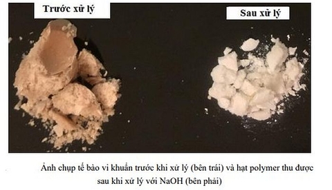 Nghiên cứu chuyển hóa dầu cá phế thải và glycerol thô thành nhựa phân hủy sinh học