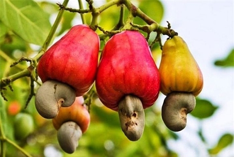 Nguyên nhân nào khiến hạt điều của Tây Nguyên bị mất mùa?