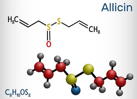 Tác dụng phòng bệnh của hợp chất Allicin