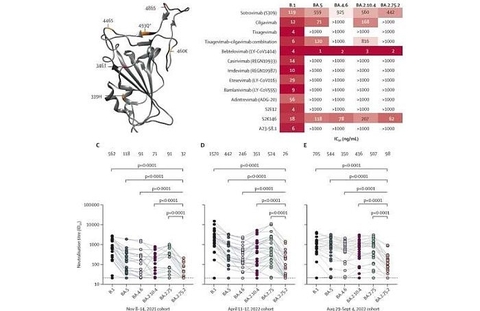Biến thể phụ omicron coronavirus BA.2.75.2 phần lớn tránh được các kháng thể trung hòa
