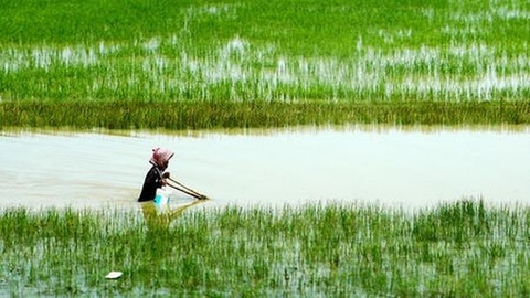 Gen mới kiểm soát chiều cao, giúp cây trồng chịu nước