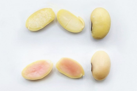 Đậu nành biến đổi gen có thể thay thế thịt lợn