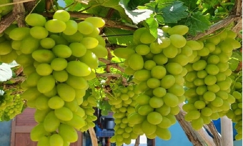 Tỉnh Ninh Thuận tăng cạnh tranh cho hàng nông sản qua hợp tác chuyển giao công nghệ