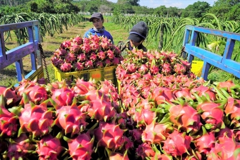 Hỗ trợ doanh nghiệp áp dụng truy xuất nguồn gốc cho trái thanh long