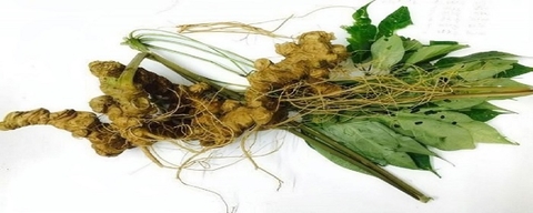 Cần đẩy mạnh xây dựng tiêu chuẩn cho sâm Việt Nam để cạnh tranh trên thị trường
