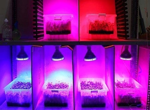 Nghiên cứu công nghệ chiếu sáng giúp kích thích rau mầm lớn nhanh