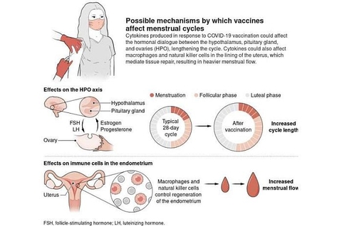 Vắc-xin COVID-19 có thể tác động khác nhau đến kinh nguyệt