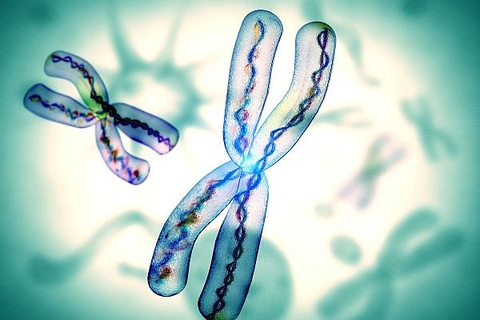 Công cụ CRISPR mới sửa các đột biến bằng cách sao chép gen giữa các nhiễm sắc thể