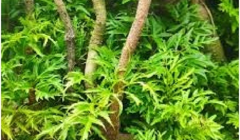 Điều chế viên nén bao phim chứa cao chiết toàn cây đinh lăng
