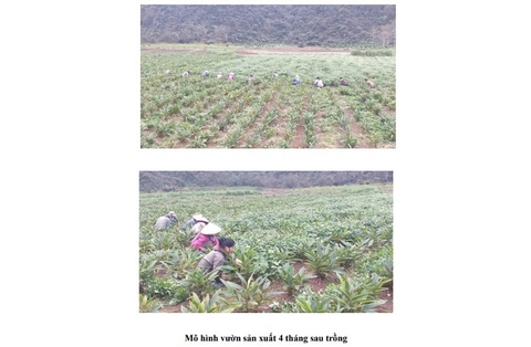 Nghiên cứu phát triển cây riềng ấm (Alpinia zerumbet. Pers) để sản xuất nguyên liệu làm thực phẩm chức năng