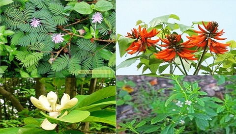 Điều chế viên nang thảo dược điều trị mất ngủ