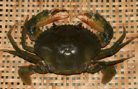 Nghiên cứu nuôi vỗ béo cua gạch (Scylla paramosain) trên bể với các độ mặn khác nhau