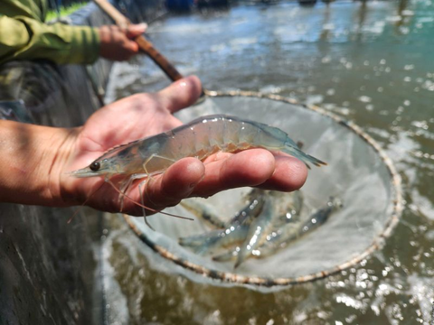 Quy trình nuôi tôm 3 giai đoạn: Chìa khóa cho năng suất vượt trội và tăng trưởng đồng đều