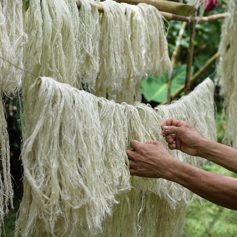 Tơ dứa: vật liệu quan trọng trong ngành công nghiệp thời trang bền vững