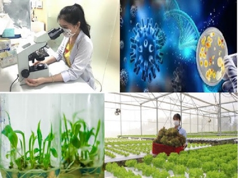 Tích cực triển khai và ứng dụng công nghệ sinh học vào sản xuất nông nghiệp