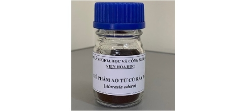 Củ Ráy dại hỗ trợ điều trị bệnh Gút