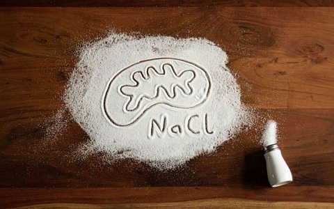 Nghiên cứu cho thấy muối cắt đứt nguồn cung cấp năng lượng cho cơ quan điều hòa miễn dịch