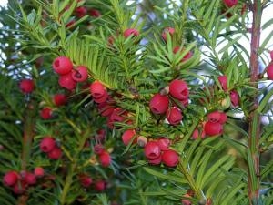 Kích thích cua lột xác đồng loạt với hợp chất quý từ cây thông đỏ