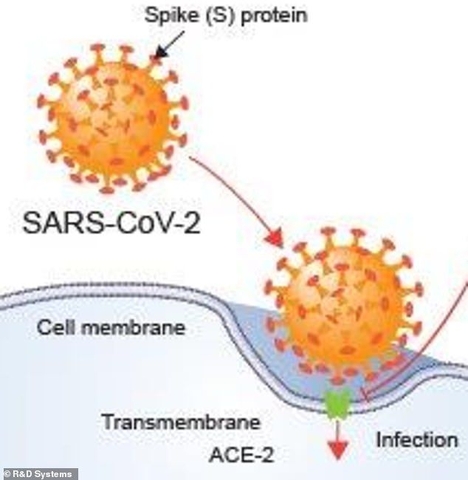 Phát hiện enzyme 'đưa lối dẫn đường' SARS-CoV-2 xâm nhập tế bào