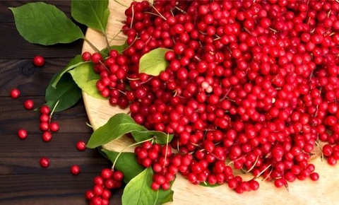 Khai thác và phát triển nguồn gen ngũ vị tử (Schisandra Sphenanthera Rehd.Et wills) tại Ngọc Linh tạo nguyên liệu làm thuốc