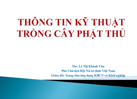 Kỹ thuật trồng cây phật thủ