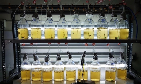 Tôm giống khỏe mạnh nhờ được nuôi bằng thức ăn vi tảo