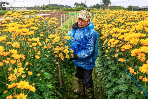Hà Nội rét 9°C, nông dân trùm áo mưa kín mít ra đồng chăm hoa Tết