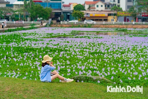 Ngắm nhìn cánh đồng hoa lục bình tím tuyệt đẹp nằm trong lòng Hà Nội