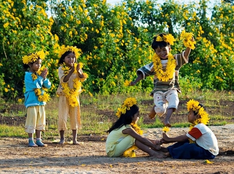 Lãng đãng mùa hoa Dã Quỳ trên cao nguyên Mộc Châu