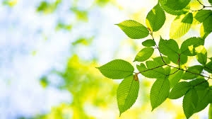 Những quốc gia nhiều cây nhất thế giới
