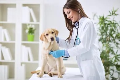 Việt Nam khát nhân lực ngành thú y