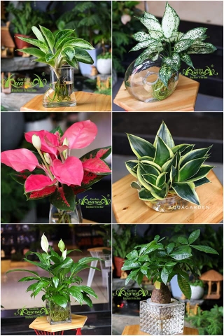 TOP 10 CÂY THỦY CANH ĐƯỢC YÊU THÍCH NHẤT