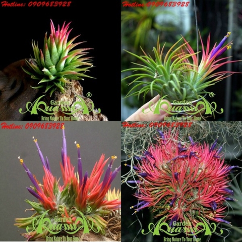 ĐẾN LƯỢT DÂN SÀI GÒN MÊ TÍT CÂY KHÔNG KHÍ' - NGƯỜI LAO ĐỘNG