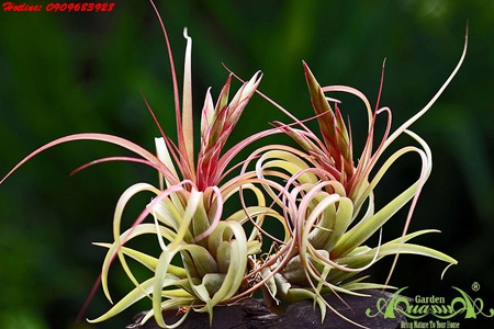 NGUỒN GỐC CÂY KHÔNG KHÍ (AquaGarden sưu tập)