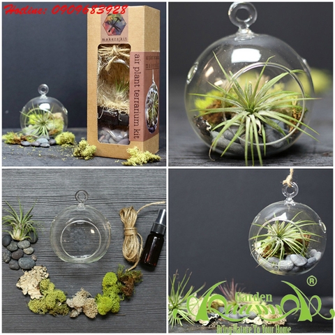 CHĂM SÓC CÂY KHÔNG KHÍ AQUAGARDEN