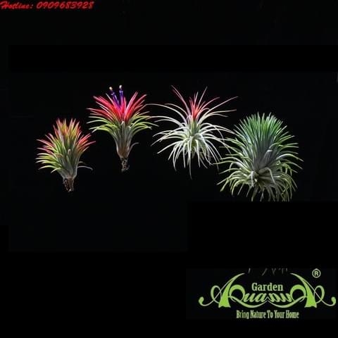 HIỂU THÊM VỀ CÂY KHÔNG KHÍ