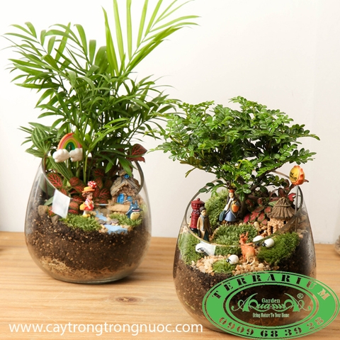 BẠN MUỐN KINH DOANH CÂY CẢNH NHƯNG CHƯA BIẾT NGUỒN HÀNG ?