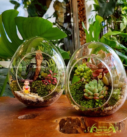 TERRARIUM MỞ - OPEN TERRARIUMS