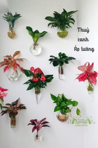 5 LOẠI CÂY THỦY CANH DỄ TRỒNG, PHÙ HỢP CHO NGƯỜI BẬN RỘN