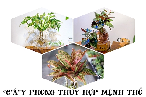 CHỌN CÂY PHONG THỦY HỢP MỆNH - THỔ