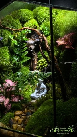 NHỮNG LƯU Ý GIÚP BẠN CHĂM SÓC TERRARIUM CỦA MÌNH VÀO MÙA MƯA