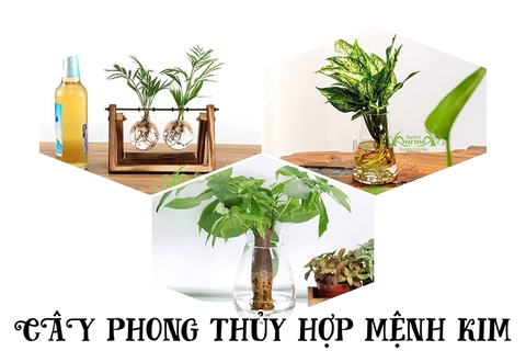 CHỌN CÂY PHONG THỦY HỢP MỆNH - KIM
