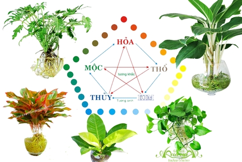 CHỌN CÂY PHONG THỦY THEO MỆNH