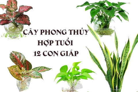 CHỌN CÂY PHONG THỦY HỢP 12 CON GIÁP