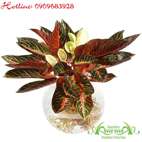 BAO THANH THIÊN - CÂY THỦY CANH