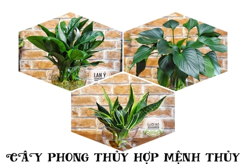 CHỌN CÂY PHONG THỦY HỢP MỆNH - THỦY