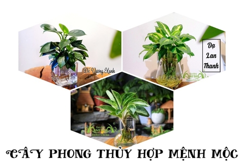 CHỌN CÂY PHONG THỦY HỢP MỆNH - MỘC